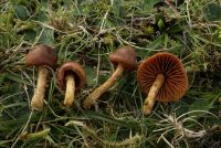 Cortinarius