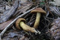 Cortinarius