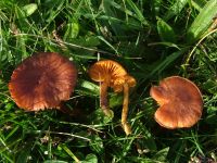 Cortinarius