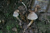 Cortinarius