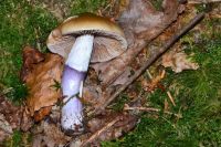 Cortinarius