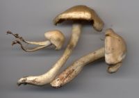 Cortinarius