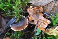 Cortinarius