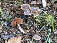 Cortinarius