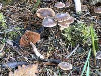 Cortinarius