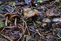 Cortinarius