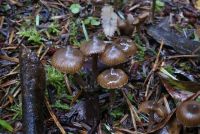 Cortinarius