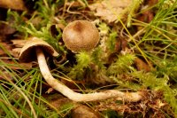 Cortinarius