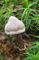 Cortinarius