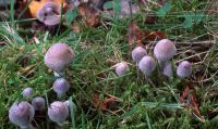 Cortinarius