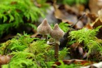 Cortinarius