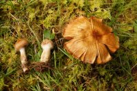 Cortinarius