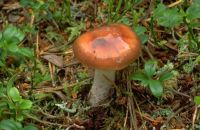 Cortinarius