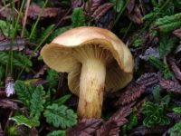 Cortinarius