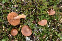 Cortinarius