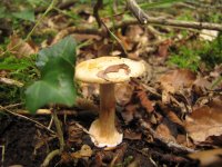 Cortinarius