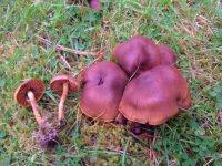 Cortinarius