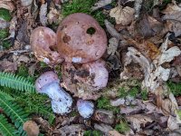 Cortinarius