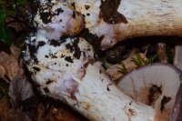 Cortinarius
