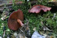 Cortinarius