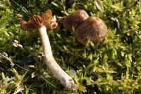 Cortinarius