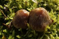 Cortinarius