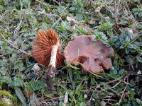 Cortinarius