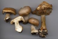 Cortinarius