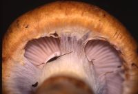 Cortinarius