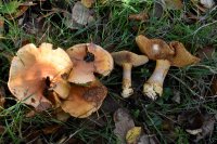 Cortinarius