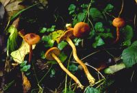 Cortinarius