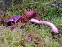 Cortinarius