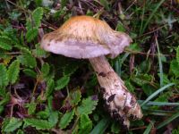 Cortinarius