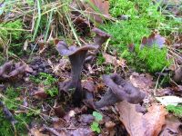 Craterellus