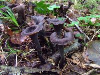 Craterellus