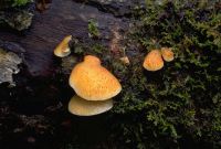 Crepidotus