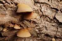 Crepidotus