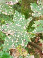 Cristulariella