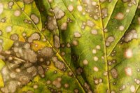 Cristulariella