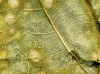 Cristulariella