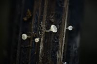 Cyathicula