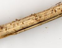 Cyathicula