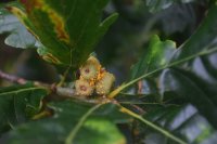 Cronartium