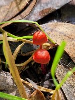 Cruentomycena