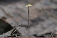 Cryptomarasmius