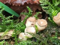 Cudoniella