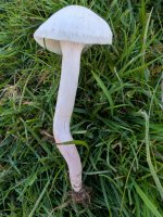 Cuphophyllus