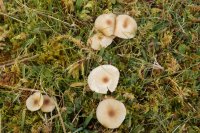 Cuphophyllus