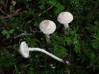 Cystolepiota