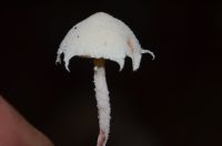 Cystolepiota